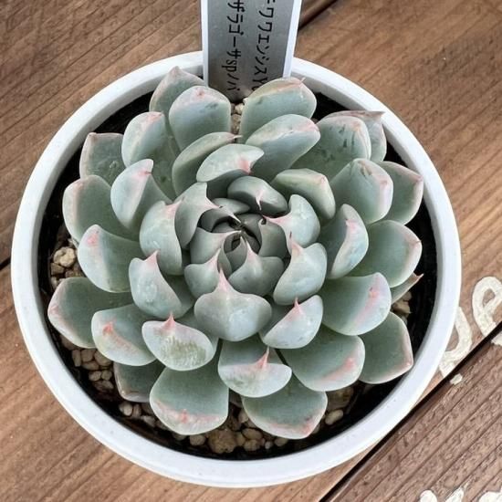 チワワエンシス Yecora×ザラゴーサSPノバ 現物商品 - 多肉植物 チワワエンシス Yecora×ザラゴーサSPノバ 現物商品 - 多肉植物