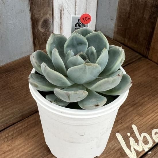 ラウリンゼ×沙羅姫牡丹 現物商品 - 多肉植物 人気の多肉植物 多種類の