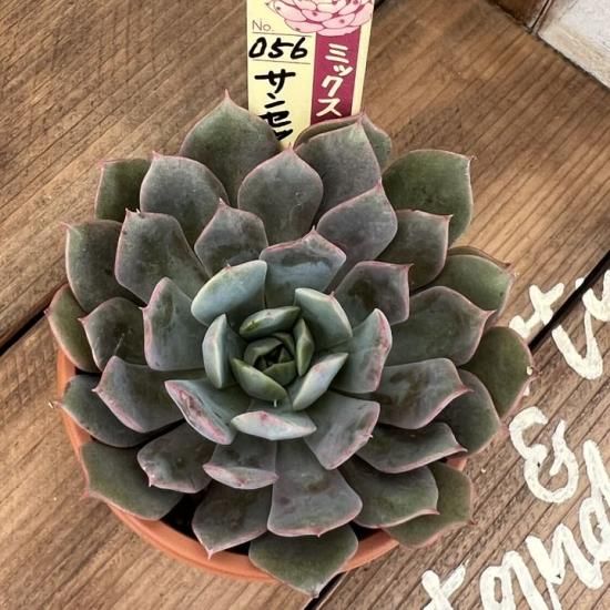 ミックスベリア サンセットグレイ 現物商品 - 多肉植物 人気の ミックスベリア サンセットグレイ 現物商品 - 多肉植物 人気の