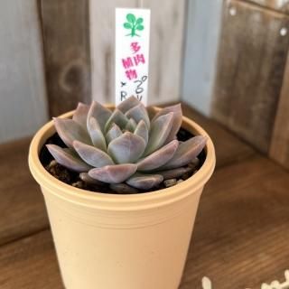 いとうグリーンで生産された多肉植物商品一覧ページ｜多肉植物