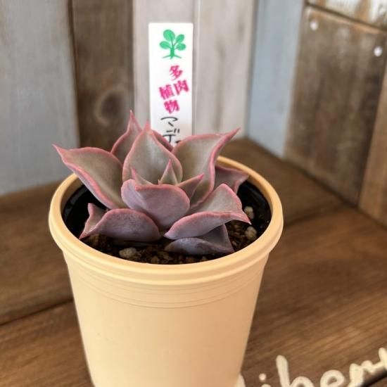 エケベリア マディバ - 多肉植物 人気の多肉植物 多種類の多肉植物通販