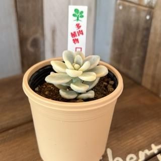 セダムとセデベリアの商品一覧ページ｜多肉植物通販専門店リバスタ