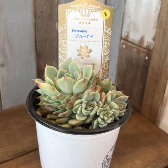 Top【選抜株】多肉植物　22305 イーブル　アイ21個　鉢無し/脱土 176137126.jpg?cmsp_timestamp=