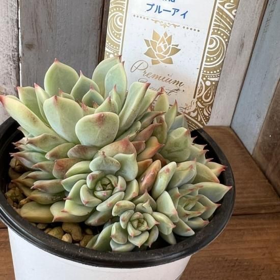 ブルーアイ 現物商品 - 多肉植物 人気の多肉植物 多種類の多肉植物通販