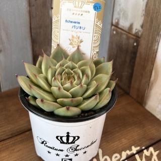 吉坂包装 - 多肉植物 人気の多肉植物 多種類の多肉植物通販専門