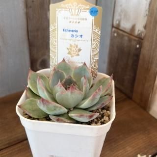 ✳️最終値下げ✳️多肉寄せ植え　ピアノ型プランター　水色　0226 Amazon.co.jp: Hemoton 屋内プランター ピアノポット 漫画