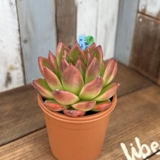 おらいさんで生産された多肉植物商品一覧ページ|多肉植物通販 おらいさんで生産された多肉植物商品一覧ページ|多肉植物通販