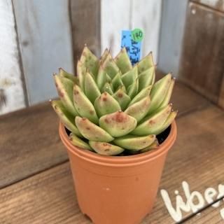 おらいさんで生産された多肉植物商品一覧ページ|多肉植物通販 おらいさんで生産された多肉植物商品一覧ページ|多肉植物通販
