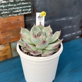 優木園 - 多肉植物 人気の多肉植物 多種類の多肉植物通販専門店 優木園 - 多肉植物 人気の多肉植物 多種類の多肉植物通販専門店