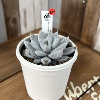 優木園 - 多肉植物 人気の多肉植物 多種類の多肉植物通販専門店リバスタ