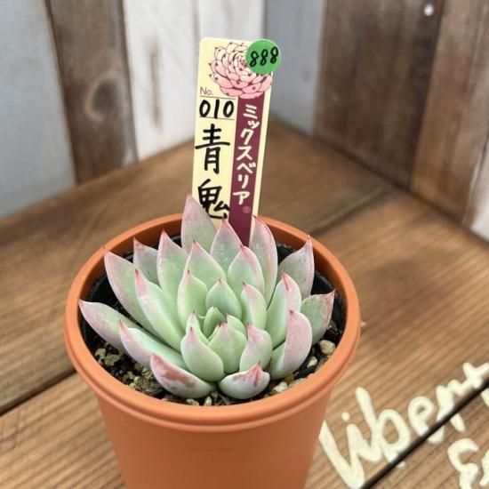 ミックスベリア 青鬼 現物商品 - 多肉植物 人気の多肉植物 多 ミックスベリア 青鬼 現物商品 - 多肉植物 人気の多肉植物 多