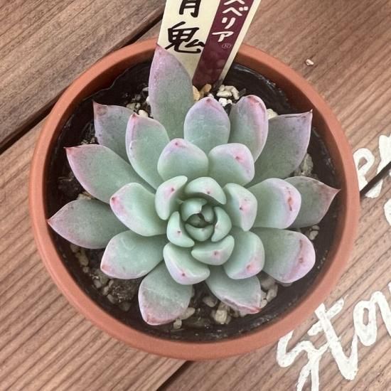 ミックスベリア 青鬼 現物商品 - 多肉植物 人気の多肉植物 多 ミックスベリア 青鬼 現物商品 - 多肉植物 人気の多肉植物 多