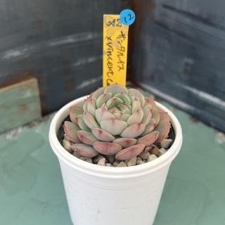 趣味家さん交配苗の多肉植物商品一覧ページ|多肉植物通販専門店 趣味家さん交配苗の多肉植物商品一覧ページ|多肉植物通販専門店