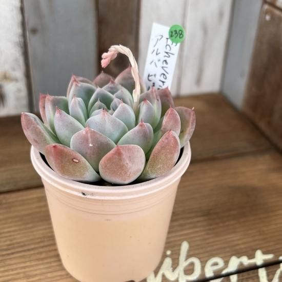 アルバビューティー 現物商品 - 多肉植物 人気の多肉植物 多種類