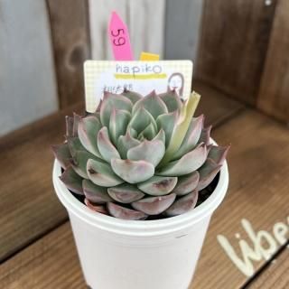 趣味家さん交配苗の多肉植物商品一覧ページ|多肉植物通販専門店 趣味家さん交配苗の多肉植物商品一覧ページ|多肉植物通販専門店
