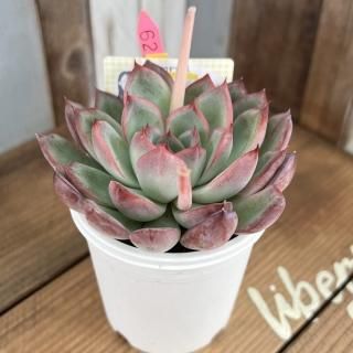 エケベリア まとめ売り 有名実生家 - メルカリ
