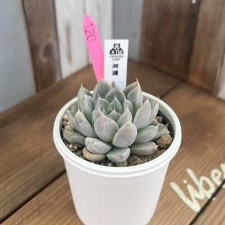 優木園 - 多肉植物 人気の多肉植物 多種類の多肉植物通販専門店 優木園 - 多肉植物 人気の多肉植物 多種類の多肉植物通販専門店