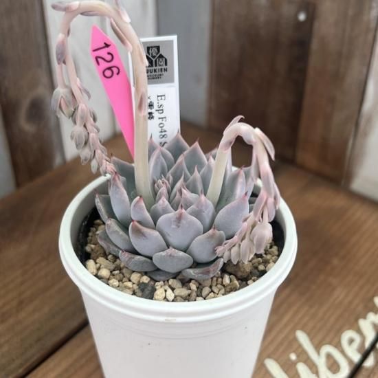 E,sp F048 Santa Maria×雪蜂 現物商品 - 多肉植物 人気の多肉