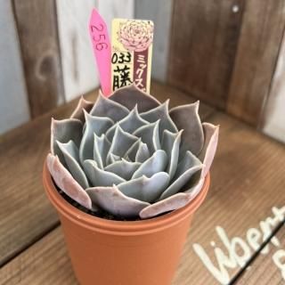 おらいさんで生産された多肉植物商品一覧ページ|多肉植物通販 おらいさんで生産された多肉植物商品一覧ページ|多肉植物通販