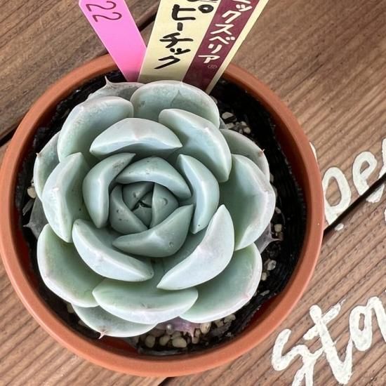 ミックスベリア ピーチック 現物商品 - 多肉植物 人気の多肉植物 多