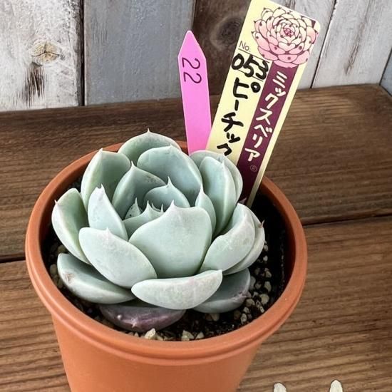 ミックスベリア ピーチック 現物商品 - 多肉植物 人気の多肉植物 多