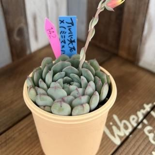 おらいさんで生産された多肉植物商品一覧ページ|多肉植物通販 おらいさんで生産された多肉植物商品一覧ページ|多肉植物通販