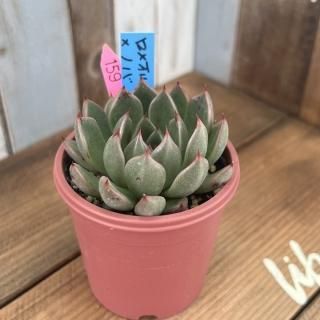 おらいさんで生産された多肉植物商品一覧ページ|多肉植物通販 おらいさんで生産された多肉植物商品一覧ページ|多肉植物通販