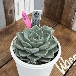 cuspidata San RobertoߥΥХҥͥꥢʡʪ