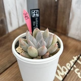 趣味家さん交配苗の多肉植物商品一覧ページ|多肉植物通販専門店 趣味家さん交配苗の多肉植物商品一覧ページ|多肉植物通販専門店