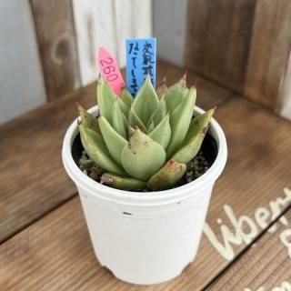 ۼ狼ʤʤäƤޤäġʪ