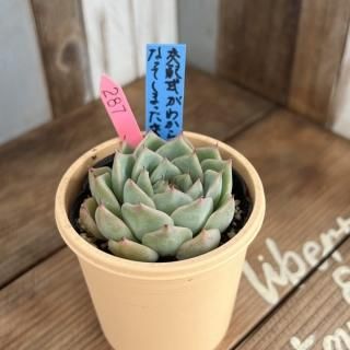 ۼ狼ʤʤäƤޤäġʪ