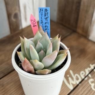 ۼ狼ʤʤäƤޤäġʪ