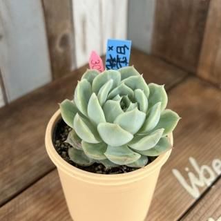 ϡڡ롡ʪ