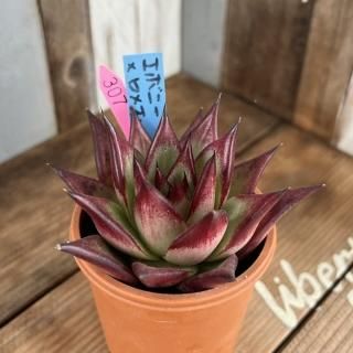 ヴィンテージレター　おらいさん　ミックスベリア 楽天市場】多肉植物 oriミックスベリア No.068 ヴィンテージ