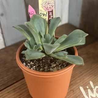 おらいさんで生産された多肉植物商品一覧ページ|多肉植物通販 おらいさんで生産された多肉植物商品一覧ページ|多肉植物通販