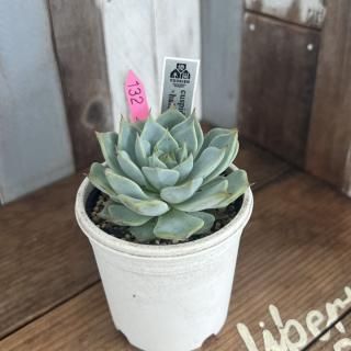 cuspidata Menchacahalbingeri hybʪ