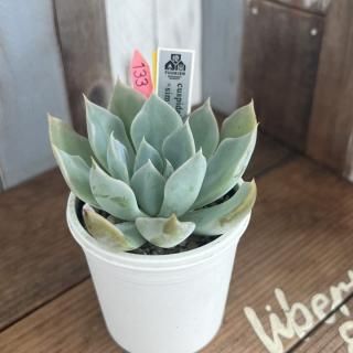 cuspidata Menchacasimulans Bustamanteʪ