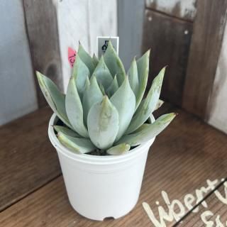 饴Mexican Giantʪ