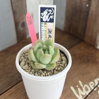 多肉植物 エケベリア カリビアンブルー 無くなる 多肉植物 エケベリア カリビアンブルー 無くなる