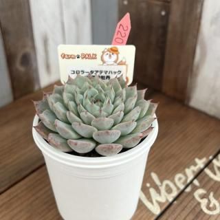 ふぁーむパルク - 多肉植物 人気の多肉植物 多種類の多肉植物 ふぁーむパルク - 多肉植物 人気の多肉植物 多種類の多肉植物
