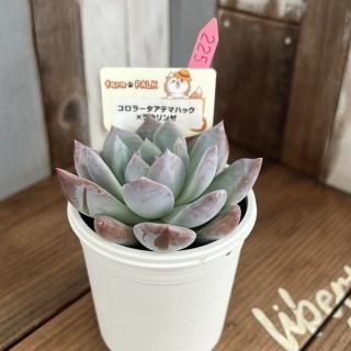 ふぁーむパルク - 多肉植物 人気の多肉植物 多種類の多肉植物