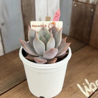 ファームパルクさん苗 命名株 パルスノー アテマ交配 ポットごと セット farm PALK♥ファームパルク (@farm.palk) • Instagram photos