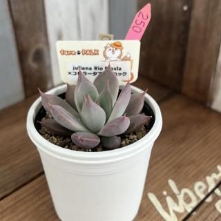 ふぁーむパルク - 多肉植物 人気の多肉植物 多種類の多肉植物 ふぁーむパルク - 多肉植物 人気の多肉植物 多種類の多肉植物