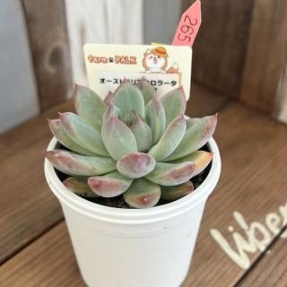 ふぁーむパルク - 多肉植物 人気の多肉植物 多種類の多肉植物