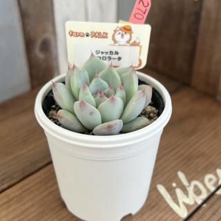ふぁーむパルク - 多肉植物 人気の多肉植物 多種類の多肉植物 ふぁーむパルク - 多肉植物 人気の多肉植物 多種類の多肉植物