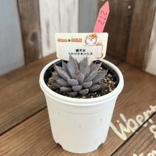 ふぁーむパルク - 多肉植物 人気の多肉植物 多種類の多肉植物 ふぁーむパルク - 多肉植物 人気の多肉植物 多種類の多肉植物