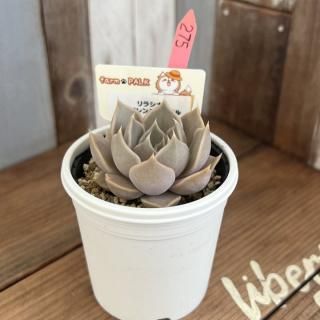 ふぁーむパルク - 多肉植物 人気の多肉植物 多種類の多肉植物通販専門