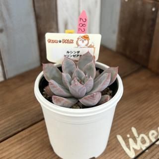 ふぁーむパルク - 多肉植物 人気の多肉植物 多種類の多肉植物通販専門