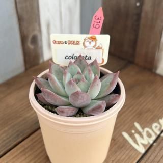  colorataʪ