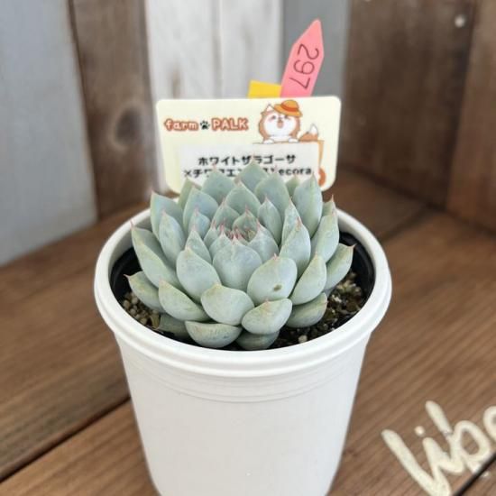 ホワイトザラゴーサ×チワワエンシスYecora 現物商品 - 多肉植物 ホワイトザラゴーサ×チワワエンシスYecora 現物商品 - 多肉植物
